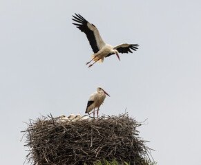 Nature walk observing brown bears, in various postures, and storks with their young in their nests