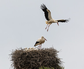 Nature walk observing brown bears, in various postures, and storks with their young in their nests