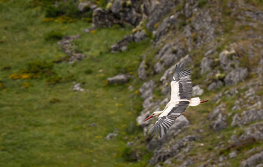 Nature walk observing brown bears, in various postures, and storks with their young in their nests