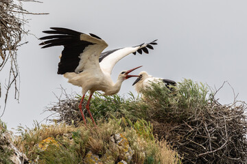 Nature walk observing brown bears, in various postures, and storks with their young in their nests