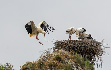 Nature walk observing brown bears, in various postures, and storks with their young in their nests
