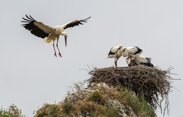 Nature walk observing brown bears, in various postures, and storks with their young in their nests
