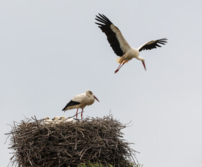 Nature walk observing brown bears, in various postures, and storks with their young in their nests