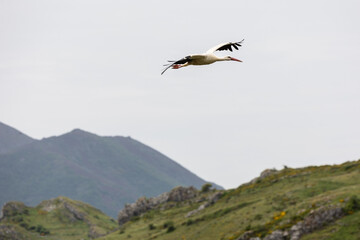 Nature walk observing brown bears, in various postures, and storks with their young in their nests