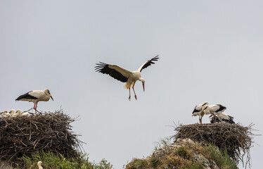 Nature walk observing brown bears, in various postures, and storks with their young in their nests