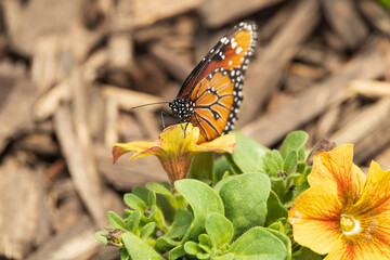 Monarch butterfly on a yellow flower