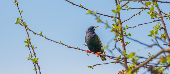 Starling - Sturnus vulgaris perches on branch before driving of Siskin at a garden feeder