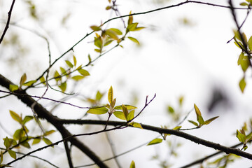 Tree branch of willow with light green leaves in spring. Green and white blurry background.
