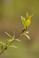 Tree branch of willow with light green leaves in spring. Green blurry background.
