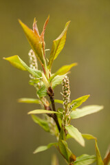 Tree branch of willow with light green leaves in spring. Green blurry background.
