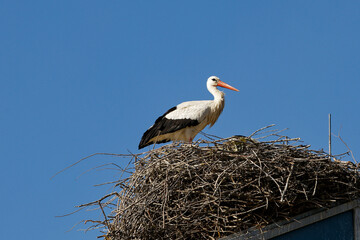 stork in the nest