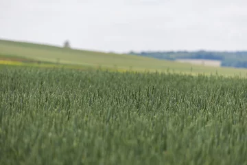 Spring village landscape. Green fields and meadows with grain
