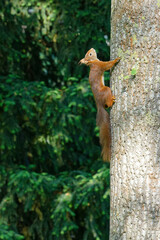 Fototapeta premium squirrel on a tree