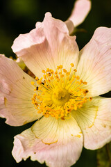 flower with multiple colors in macro photography