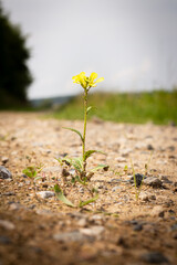 Single yellow wildflower growing on a dirt road in a rural area. Close-up shot with shallow depth of field, focus on the flower, blurred background with greenery and cloudy sky. Concept of nature