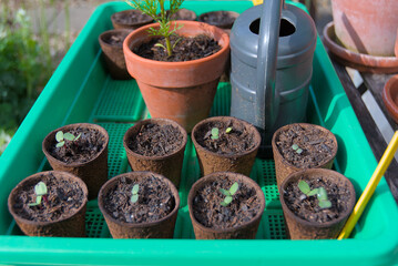 Nurturing new life: a vibrant close-up of young plants in biodegradable pots, ready for a hopeful...