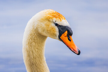 Portrait of Mute Swan - Cygnus olor