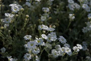 A vibrant carpet of small white flowers with delicate yellow centers blankets the ground, evoking a peaceful, fresh, and ethereal natural scene