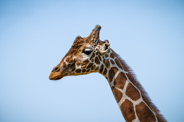 Close Up Rothschild Giraffe