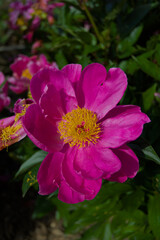 A radiant fuchsia peony bursts with a golden center, a close-up symphony of vibrant color and intricate botanical beauty under natural light