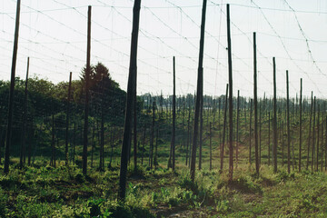 Landscape of a hop plantation