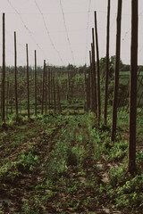 Obraz premium Landscape of a hop plantation