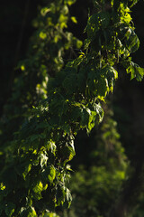 Detail of a hop flowering plant growing on the plantation