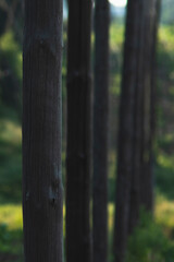 Wooden poles standing in a row at hop plantation
