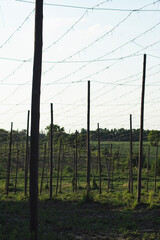 Landscape of a hop plantation