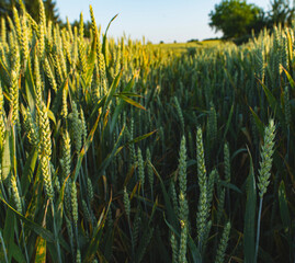 Landscape with wheat growing in a field in early summer