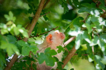 Silvery Marmoset Climbing in a Tree