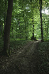 ground road through the dark deciduous forest of the temperate zone
