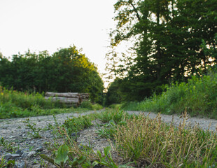 Obraz premium A road through the forest with a pile of wood on the side of the road