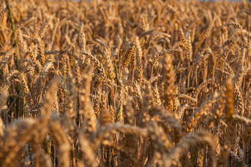 Close-up of mature wheat ready for harvest during summer