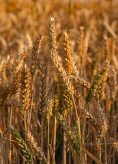 Close-up of mature wheat ready for harvest during summer