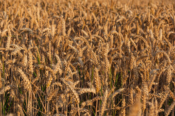 Close-up of mature wheat ready for harvest during summer