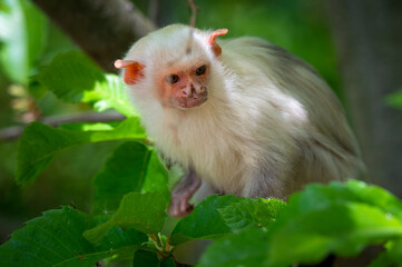 Silvery Marmoset Climbing in a Tree