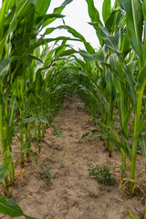 A fragment of a field with visible rows in which corn was planted