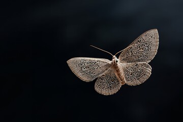 Brown moth in flight against dark background displaying intricate wing patterns