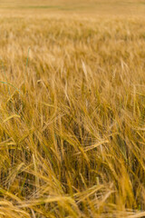 Rye field during summer just before harvest
