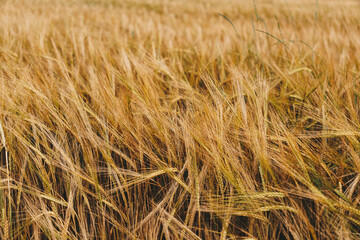 Rye field during summer just before harvest
