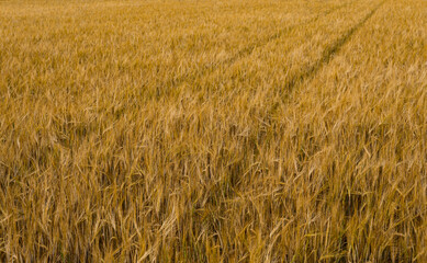 Rye field during summer just before harvest