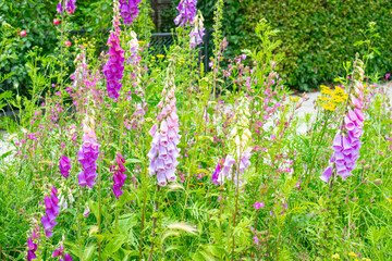 Pink, violet and purple colored common foxglove flowers (digitalis purpurea) in a flowerbed