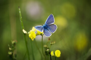 butterfly on a flower
