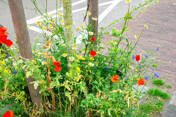 Colorful flowers along the street side, specially sown to attract butterflies