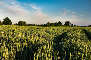 Landscape with wheat growing in a field in early summer during sunset