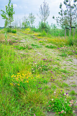 Wildflowers in all kinds of colors along a footpath in the Dutch countryside