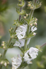 Silver sage with white flowers