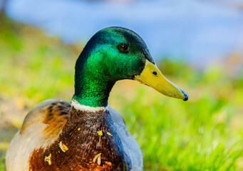 An Elegant Mallard Duck Gracefully Poses in Natures Tranquil and Serene Embrace