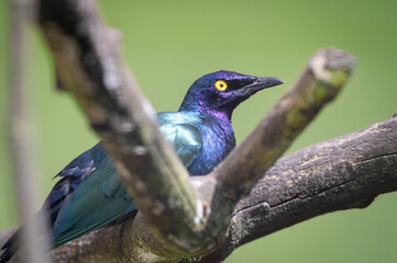 Glossy Starling Perced in a Tree